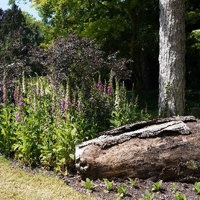Wie der Garten sich wandelt – Palmengarten zwischen Tradition und Moderne