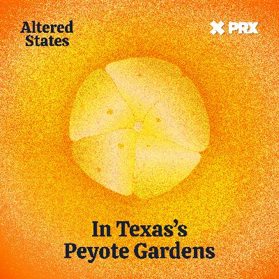 In Texas’s Peyote Gardens In Texas’s Peyote Gardens