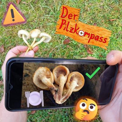34 Pilz-Apps: Top oder Flop? 🤔