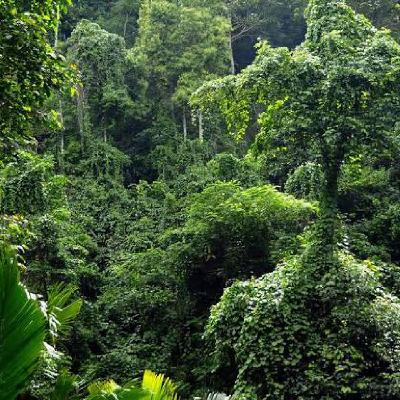 Animales Salvajes Animales Salvajes