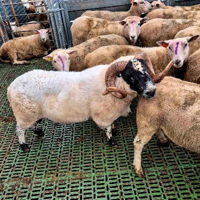 Sauepodden: Paring, avl og vinterens fagmøter