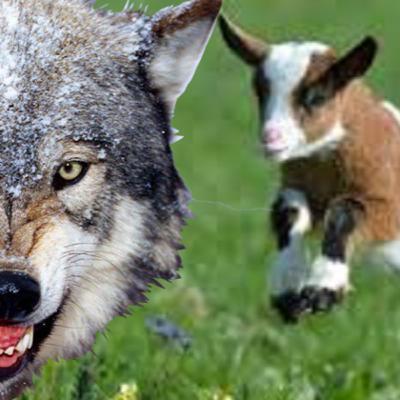 CHAPTER-3: The wolf and the baby goats