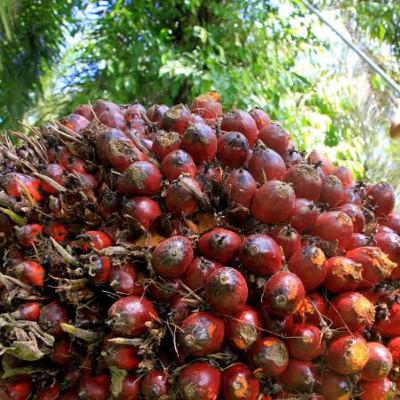 Proses Produksi Kelapa Sawit dengan Pemanfaatan Teknologi Informasi