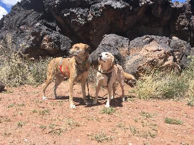 Pawcast Podcast Episode #41 New Mexico Pawcast Podcast Episode #41 New Mexico