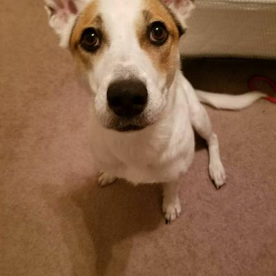 Doge Cast episode 2- Audio a gogo