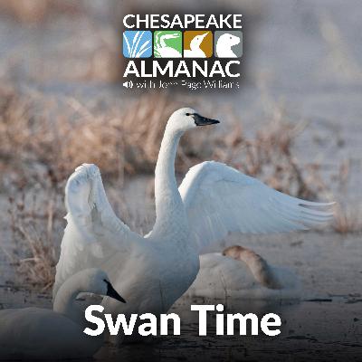 December: Swan Time