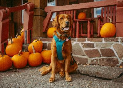 The Holiday Behavior Spiral: Why Pets Struggle This Time of Year The Holiday Behavior Spiral: Why Pets Struggle This Time of Year