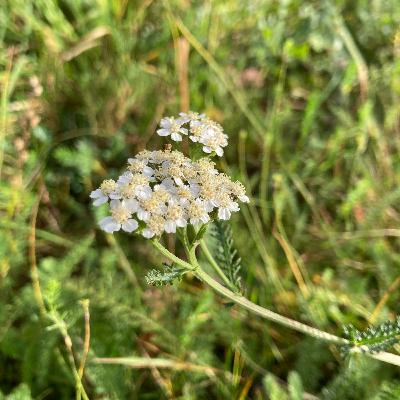 L'achillée millefeuilles