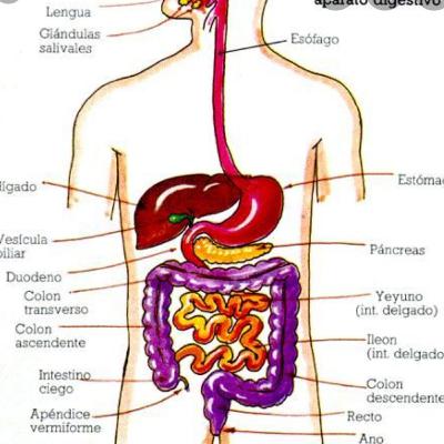 Sistema digestivo humano