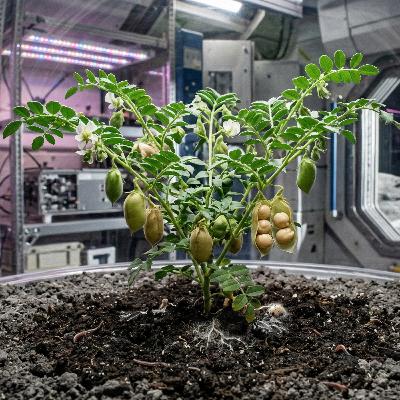 月の砂でヒヨコマメが実った日──ミミズと菌類が拓く「宇宙農業」の現在地