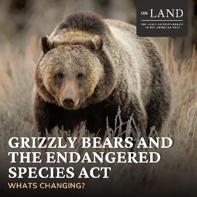 Bonus | Grizzly Bears and the Endangered Species Act: What’s Changing?