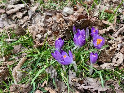 EP 249  New Moon and New Growth