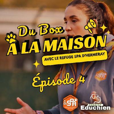 Chiens vs humains : Le problème de communication 🎙️ Du Box à la Maison – Épisode 4 Chiens vs humains : Le problème de communication 🎙️ Du Box à la Maison – Épisode 4
