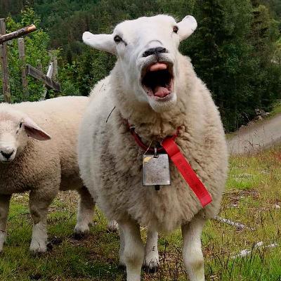 Saueprat: Høstens analyser og vinterplaner