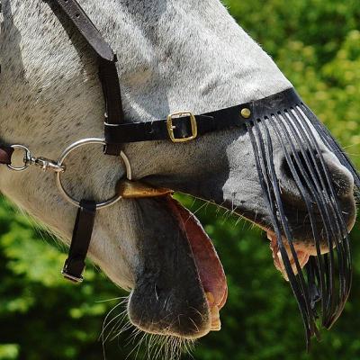 Kuolaimista Ja Jauhelihasuista