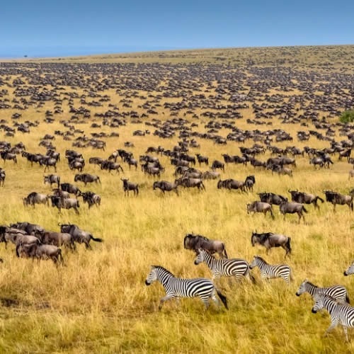 Experience Unforgettable Family Safari Adventures