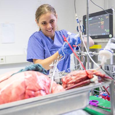 Lebende Schweinelunge kann Tierversuche ersetzen