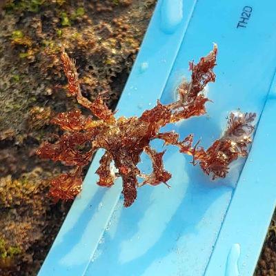 Facts: Hemphill's Kelp Crab