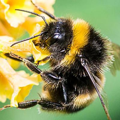 Bee Keeping Bee Keeping
