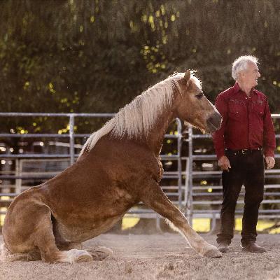 Gibt es eine Fühlverbindung Mensch-Pferd? Möchte ein Pferd gebraucht werden? Dir gefallen? Gibt es eine Fühlverbindung Mensch-Pferd? Möchte ein Pferd gebraucht werden? Dir gefallen?