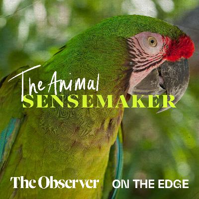 Great Green Macaw: picky eaters and favourite trees