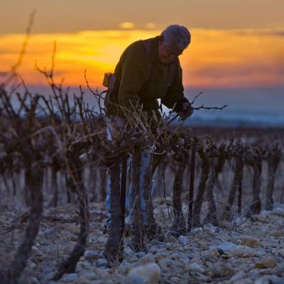Como o clima e sustentabilidade determinarão o futuro do seu vinho