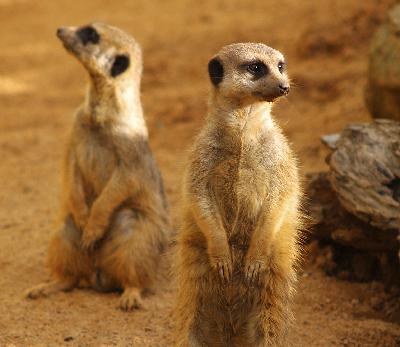 Meerkats
