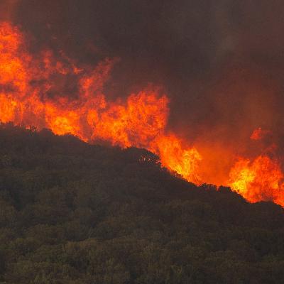 Waldbrände überall - was bedeutet das für Wirtschaft und Umwelt? Waldbrände überall - was bedeutet das für Wirtschaft und Umwelt?