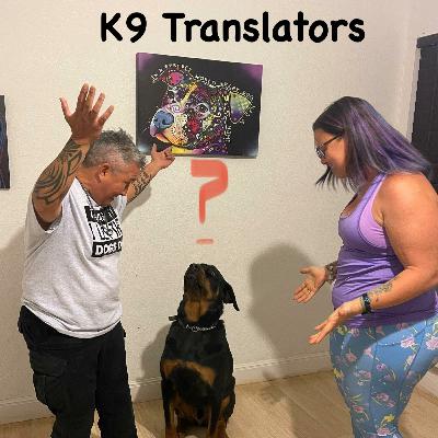 Can Playing Games Help My Dog's Focus?