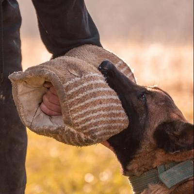 Barry - K9 Police Officer Barry - K9 Police Officer