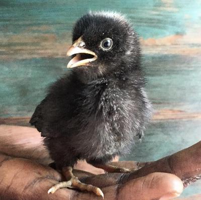 Ep 46: Incubation & Baby Chick Care