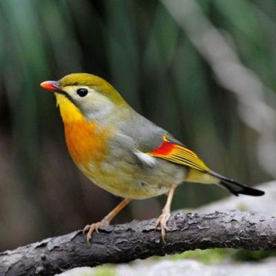 Interlude - Le chant d'un Rossignol du Japon...