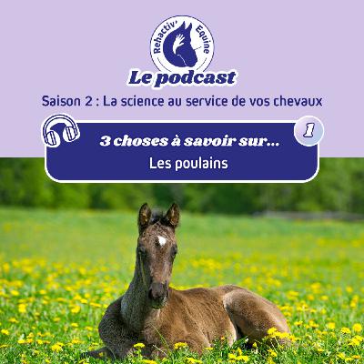 3 choses à savoir sur les poulains