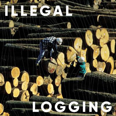 S1E3: Illegal logging with guests Formafantasma, Constance McDermott and Rupert Oliver