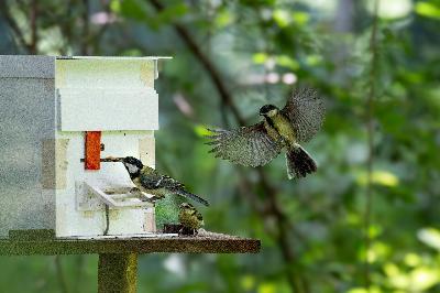 Sonja Wild, University of California, Davis - Juvenile Birds Learn to Solve Foraging Puzzles From Siblings
