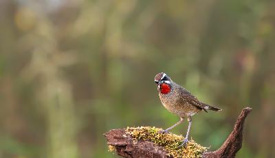 Change Starts Within By Laurence Torr