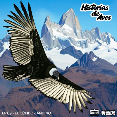 09: El Cóndor Andino