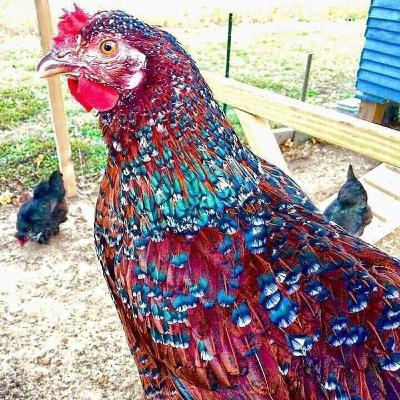 Forró nordeste, tradição e suas crenças