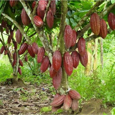 Cacao as a Plant Medicine