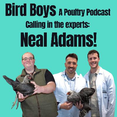 Calling in the experts: Neal Adams