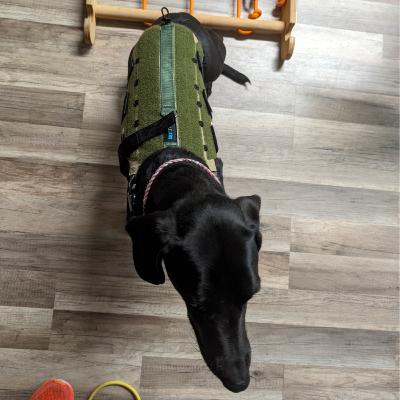 Wiggle, wiggle, wiggle Wiggle, wiggle, wiggle