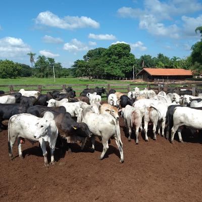 Bovcast #8 - Cooperativa de Pecuaristas Bovcast #8 - Cooperativa de Pecuaristas