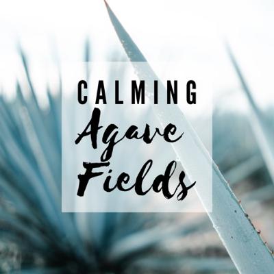 Calming Agave Fields Calming Agave Fields