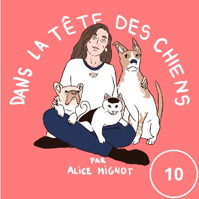 Episode 10 - gérer sereinement l'été avec son chien Episode 10 - gérer sereinement l'été avec son chien