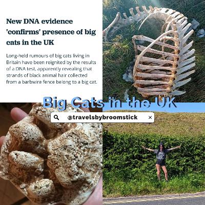 Season Three - Bonus Episode - Big Cat Update