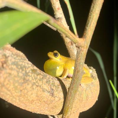 Frog paradise Rainy Summer Nights