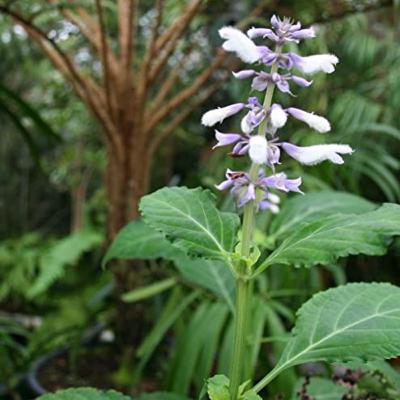 Salvia Divinorum Experience: Santa’s Workshop