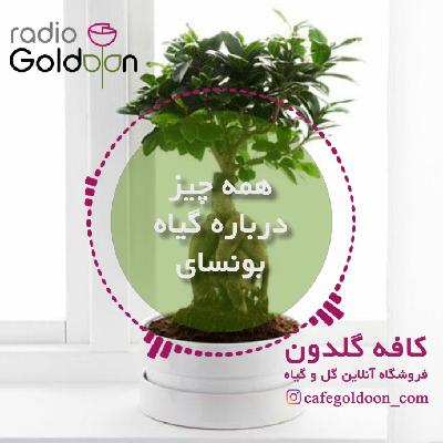 بونسای جنسینگ، نگهداری و بیماری های آن بونسای جنسینگ، نگهداری و بیماری های آن