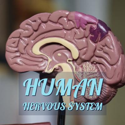 Human Nervous System (MPPSC Mains) Human Nervous System (MPPSC Mains)