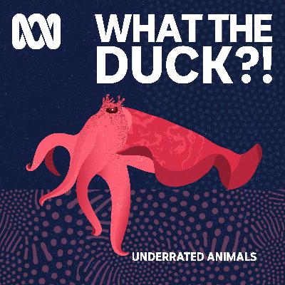 Underrated animals: Giant cuttlefish